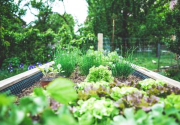 gardening tips for national garden week - backyard garden bed