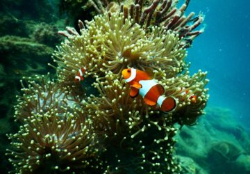 clown fish in the coral reef