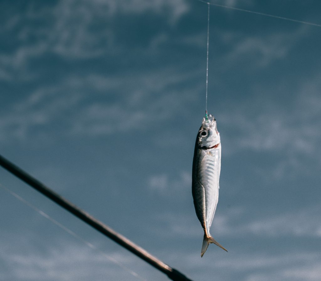 fish caught on a hook